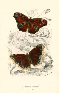 Schmetterlinge von English School