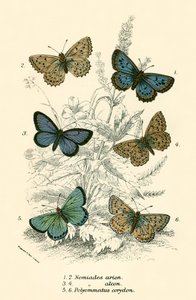 Schmetterlinge von English School