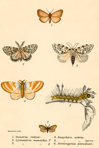 Schmetterlinge von English School