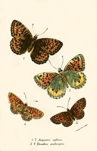 Schmetterlinge von English School