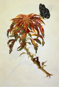 Schmetterling und Raupen auf einer großen blühenden Pflanze