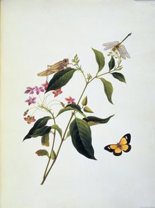 Schmetterling, Heuschrecke und Libelle auf einer Pflanze
