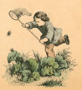 Schmetterlingsjagd von English School