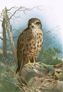Bussard von English School