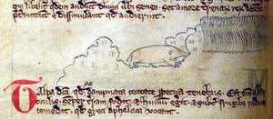 Maulwurf, aus Bestiarium