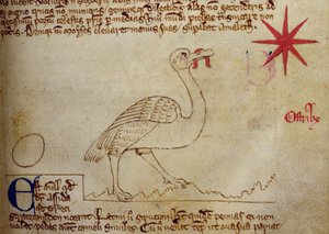 CCA-LitMs/D/10 fol. 16r Strauß, aus Bestiarium