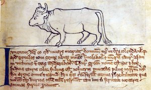 Ochse, aus Bestiarium