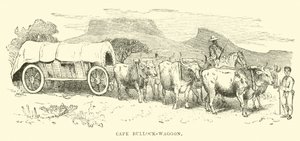 Kap-Bullenwagen von English School