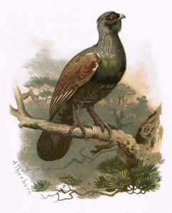 Auerhahn