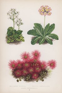 Cardamine Trifolia; Primula Denticulata; Acaena Microphylla