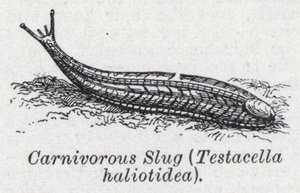 Fleischfressende Schnecke, Testacella haliotidea von English School