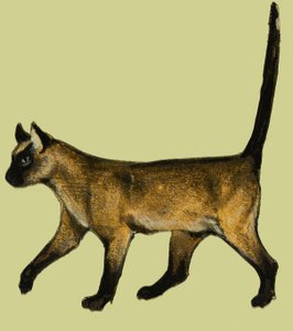 Katze