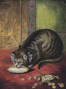 Katze trinkt Milch von English School