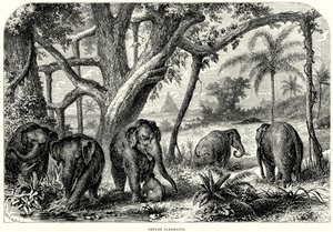 Ceylon-Elefanten von English School
