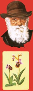 Charles Darwin von English School