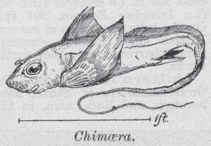 Chimäre