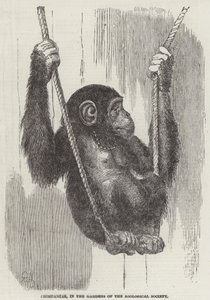 Schimpanse in den Gärten der Zoologischen Gesellschaft (Gravur) von English School