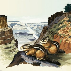Streifenhörnchen im Grand Canyon Nationalpark von English School