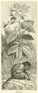Chinarinde von English School