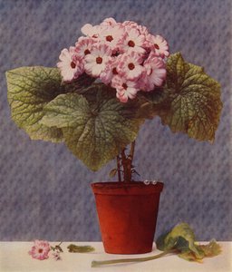 Cineraria von English School