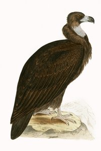 Mönchsgeier, Illustration aus 