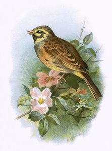 Zaunammer