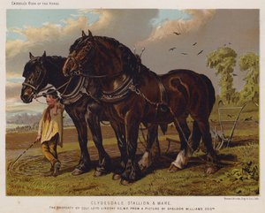 Clydesdale Hengst und Stute, Eigentum von Colonel Loyd Lindsay, VC, MP