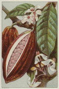 Kakaoblüten und -schoten, Innenansicht einer Schote (Chromolithografie)