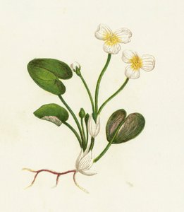 Gemeiner Froschbiss, Hydrocharis Morsus-Ranae