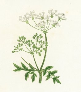 Gefleckter Schierling, Conium Maculatum