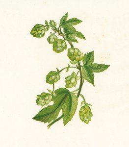 Gemeiner Hopfen, Humulus Lupulus