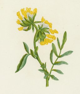 Gewöhnlicher Wundklee, Anthyllis Vulneraria von English School
