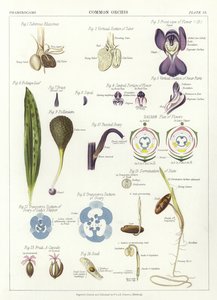 Gewöhnliche Orchis