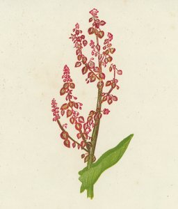 Wiesen-Sauerampfer, Rumex Acetosa