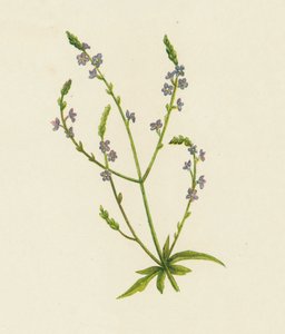 Echtes Eisenkraut, Verbena Officinalis