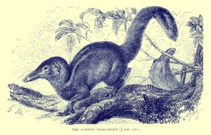 Gewöhnlicher Spitzhörnchen, Illustration aus 