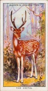 Schutzfarben, Tiere, Der Chital von English School