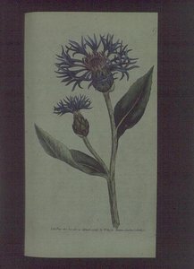 Kornblume (Centaurea montana), Tafel 77 aus William Curtis