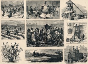 Baumwolle: Anbau und Vorbereitung in Amerika (Gravur)