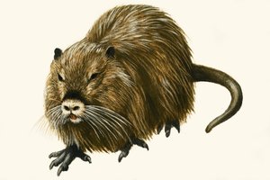 Nutria von English School