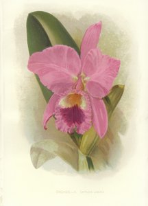 Purpurrote Cattleya von English School
