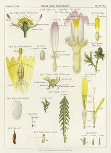 Gänseblümchen und Löwenzahn