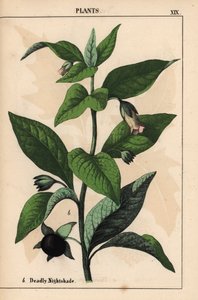 Tollkirsche, aus "The Instructive Picturebook, or Lessons from the Vegetable World," [Charlotte Mary Yonge], Edinburgh