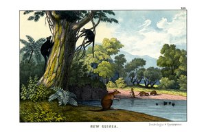 Dendrolagus und Hypsiprymnus