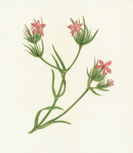 Heidenelke, Dianthus Armeria von English School