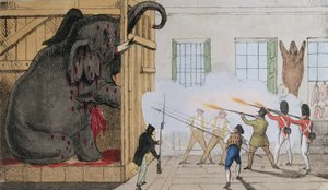 Zerstörung des edlen Elefanten bei Mr. Crosss Exeter Change, 1826