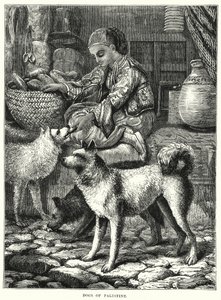 Hunde von Palästina
