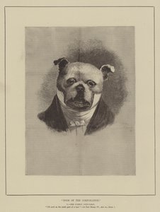 Hunde der Corporation