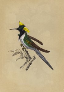 Doppelkamm-Kolibri