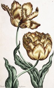 Doppelte Oriflamme, 1759